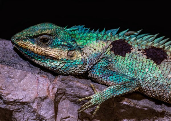 Τιρκουάζ οχιά και «ιπτάμενο φίδι» ανάμεσα στα σπάνια είδη που ανακαλύφθηκαν σε σπήλαιο στην Καμπότζη