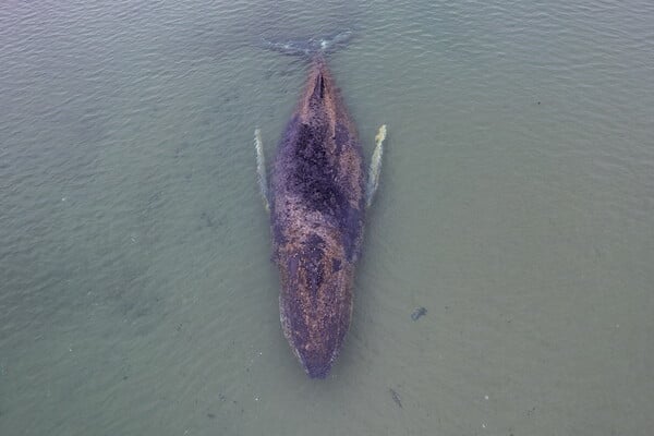 ΦΑΛΑΙΝΑ ΓΕΡΜΑΝΙΑ ΔΙΑΣΩΣΗ