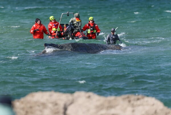 ΦΑΛΑΙΝΑ ΓΕΡΜΑΝΙΑ ΔΙΑΣΩΣΗ