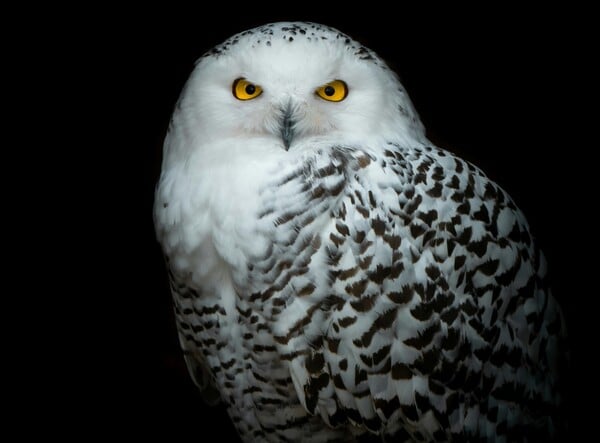 ΚΟΥΚΟΥΒΑΓΙΑ ΟΗΕ ΕΙΔΗ ΖΩΑ