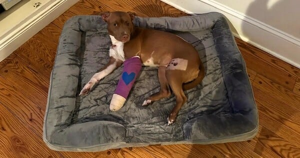 Οταν η AI δεν γράφει κείμενα, αλλά βρίσκει χαμένους σκύλους και γάτες