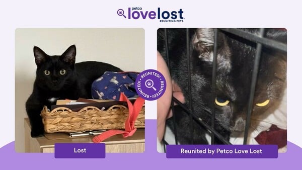 Οταν η AI δεν γράφει κείμενα, αλλά βρίσκει χαμένους σκύλους και γάτες