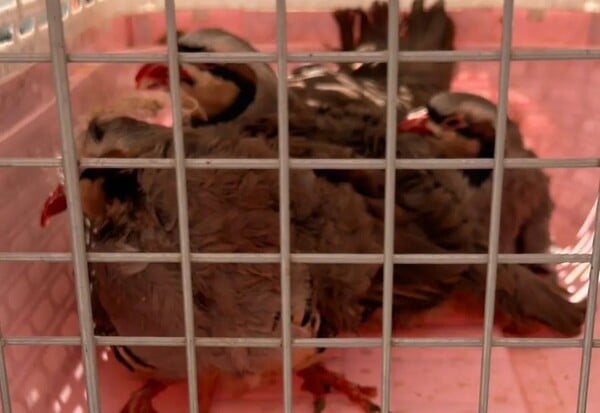 ΑΜΠΕΛΟΚΗΠΟΙ ΠΑΡΑΝΟΜΟ ΜΑΝΤΡΙ ΕΦΕΤ CEO ΕΤΑΙΡΕΙΑΣ