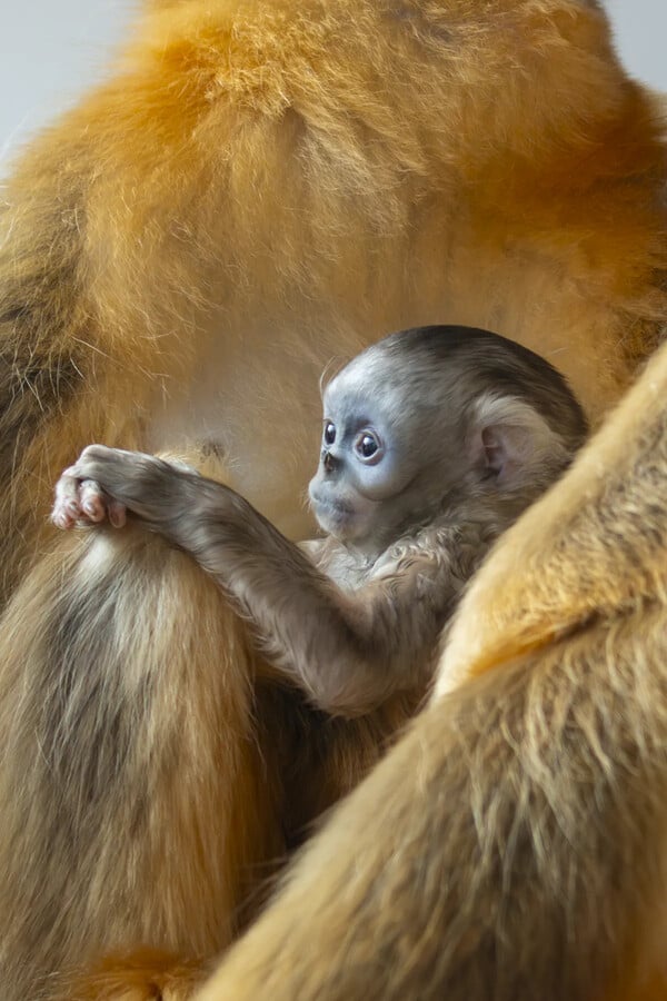 ΒΕΛΓΙΟΣ ΧΡΥΣΟΡΡΥΓΧΟΣ ΠΙΘΗΚΟΣ
