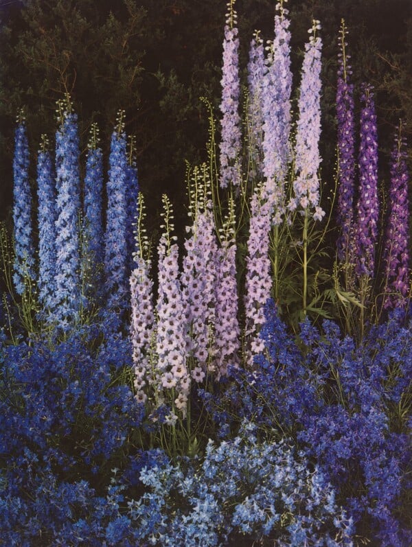 Θέλω να δεις τα λουλούδια όπως τα βλέπω εγώ 