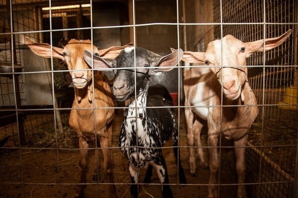 Μαντρί στον 16ο όροφο: Τι επιτρέπει και τι απαγορεύει ο νόμος