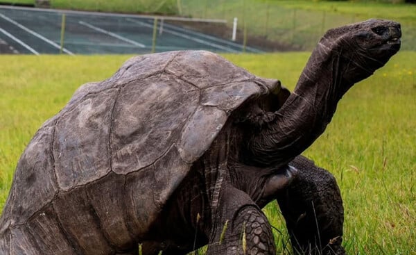 ΧΕΛΩΝΑ ΑΠΑΤΗ ΚΡΥΠΤΟΝΟΜΙΣΜΑΤΑ