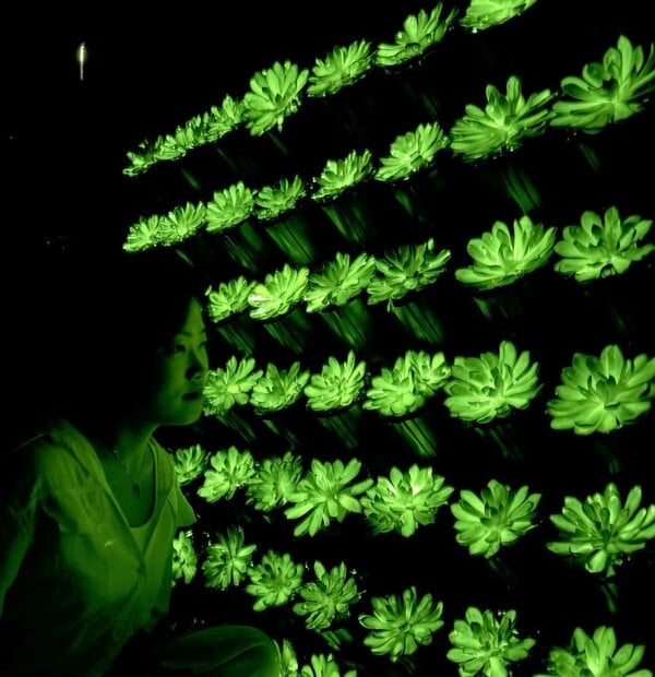 ΚΙΝΑ ΕΠΙΣΤΗΜΟΝΕΣ ΦΥΤΑ ΦΩΣ