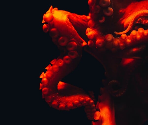 ΧΤΑΠΟΔΙ ΠΛΟΚΑΜΙ ΖΕΥΓΑΡΩΜΑ