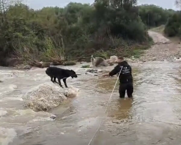ΣΚΥΛΟΙ ΧΑΛΚΙΔΙΚΗ ΔΙΑΣΩΣΗ ΒΡΟΧΟΠΤΩΣΗ ΠΟΤΑΜΟΣ