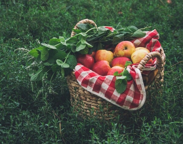 ΦΥΤΙΚΕΣ ΙΝΕΣ ΠΟΤΕ