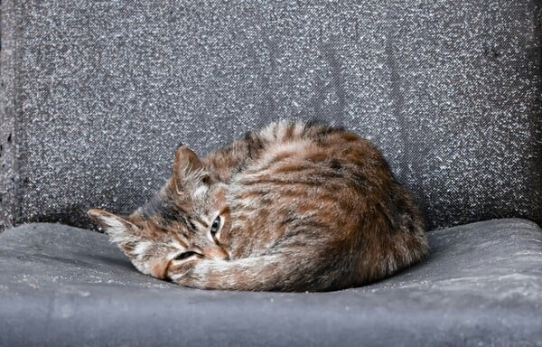 ΠΑΓΚΟΣΜΙΑ ΗΜΕΡΑ ΑΔΕΣΠΟΤΩΝ ΖΩΩΝ ΣΗΜΕΡΑ