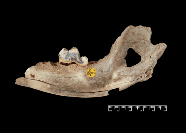 O παλαιότερος σκύλος στον κόσμο έζησε πριν από 16.000 χρόνια στην Τουρκία 