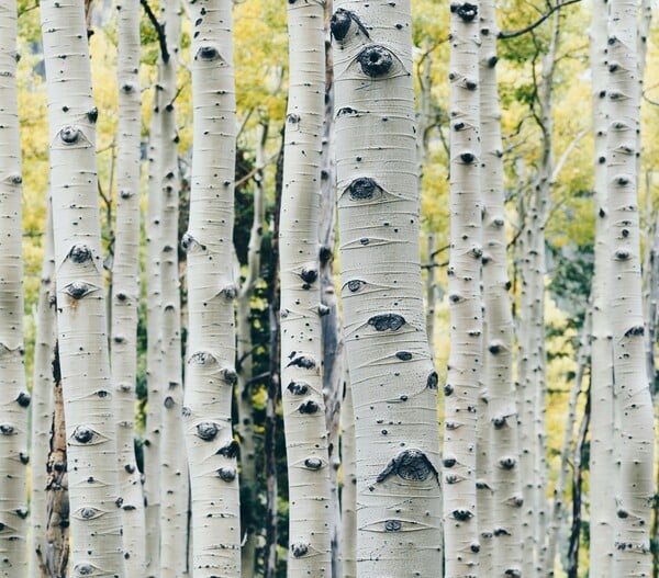 ΝΕΑΝΤΕΡΤΑΛ ΚΟΛΛΩΔΗΣ ΟΥΣΙΑ ΑΝΤΙΒΑΚΤΗΡΙΑΚΟ ΦΑΡΜΑΚΟ