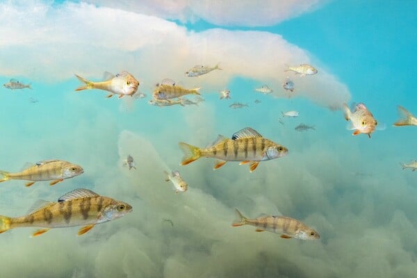 ΦΩΤΟΓΡΑΦΙΑ ΦΙΝΛΑΝΔΙΑ ΨΑΡΙΑ