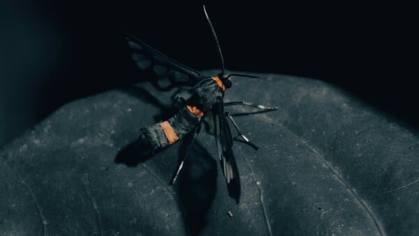 ΕΠΩΔΥΝΟ ΤΣΙΜΠΗΜΑ ΚΟΣΜΟΣ