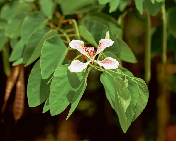 Η βία που γεννά η ομορφιά Ή Φρίκη στον Παράδεισο