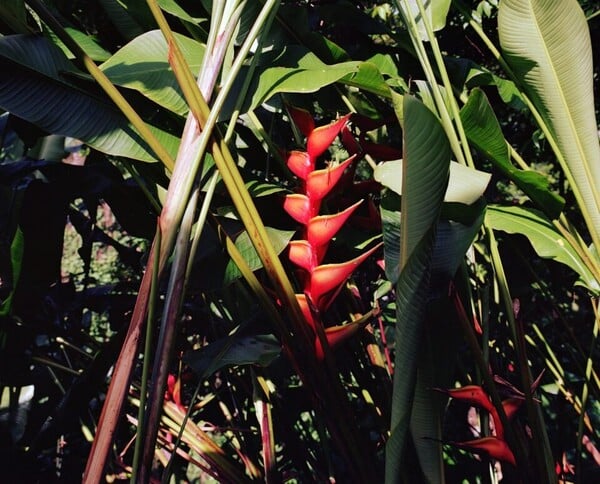 Η βία που γεννά η ομορφιά Ή Φρίκη στον Παράδεισο