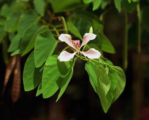 Η βία που γεννά η ομορφιά Ή Φρίκη στον Παράδεισο