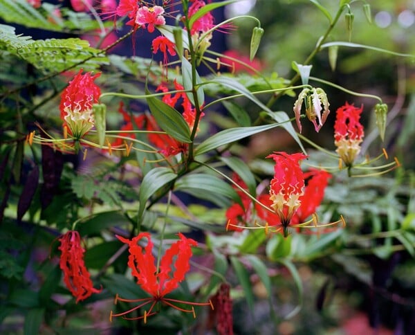 Η βία που γεννά η ομορφιά Ή Φρίκη στον Παράδεισο