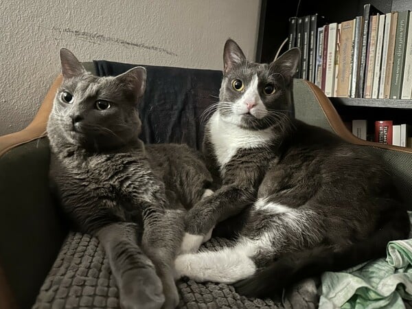 Το κατοικίδιό μου, το «παιδί» μου