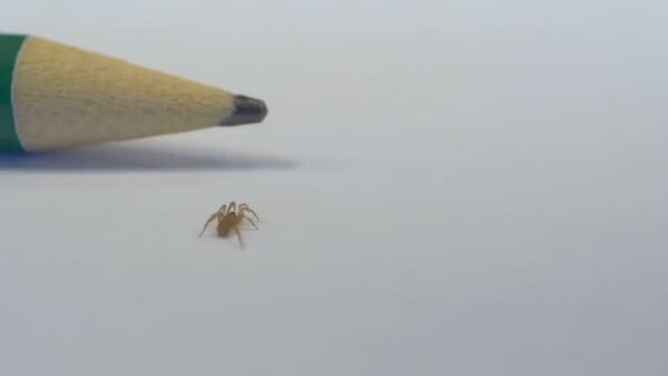 ΑΡΑΧΝΗ ΙΣΠΑΝΙΑ