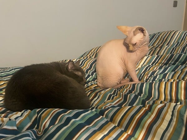 Το κατοικίδιό μου, το «παιδί» μου