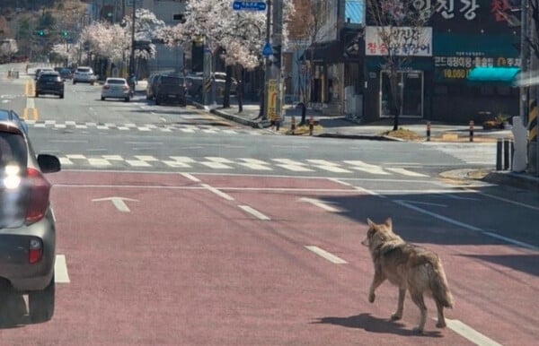 ΝΟΤΙΑ ΚΟΡΕΑ ΠΟΛΗ ΣΤΡΑΤΟΣ
