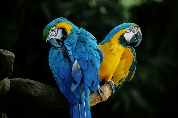 ΜΑΚΑΟ ΒΡΑΖΙΛΙΑ