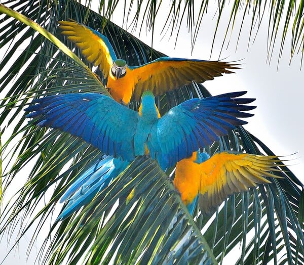 Βραζιλία: Οι κυανόχρυσοι μακάο επέστρεψαν στο Ρίο μετά από 200 χρόνια