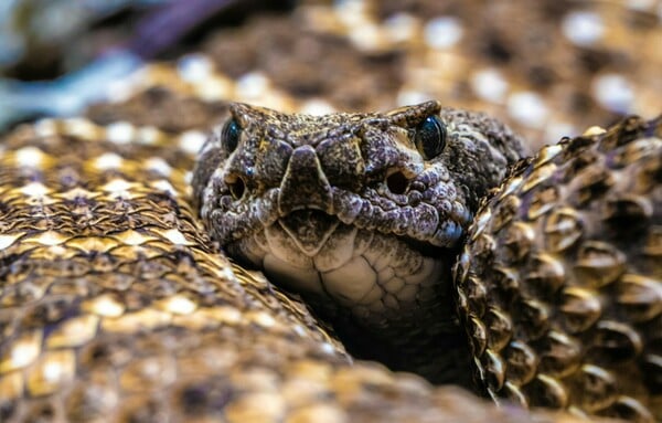 ΣΥΡΟΣ ΟΧΙΑ ΑΝΗΛΙΚΟΣ