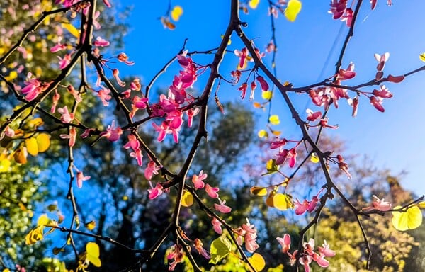 ΚΥΡΙΑΚΗ ΘΩΜΑ 2026 ΠΟΤΕ ΠΕΦΤΕΙ