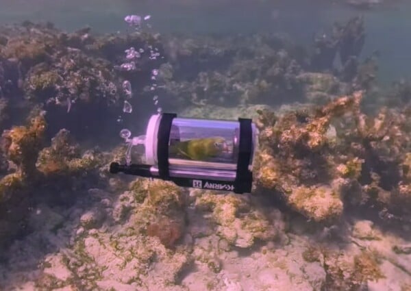 ΠΑΠΑΓΑΛΟΣ ΚΑΤΑΔΥΣΗ