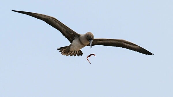 ΣΠΑΝΙΟ ΣΤΙΓΜΙΟΤΥΠΟ ΠΤΗΝΟ NATIONAL GEOGRAPHIC