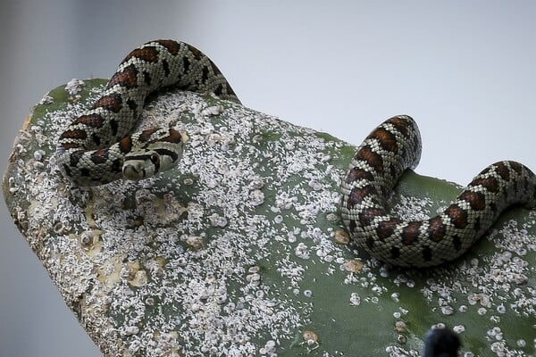 ΣΥΡΟΣ ΔΑΓΚΩΜΑ ΟΧΙΑ ΦΙΔΙ 13ΧΡΟΝΟΣ
