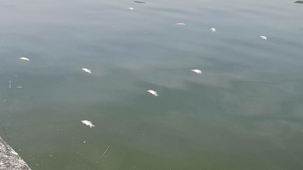 ΝΕΚΡΑ ΨΑΡΙΑ ΛΙΜΝΗ ΠΑΜΒΩΤΙΔΑ