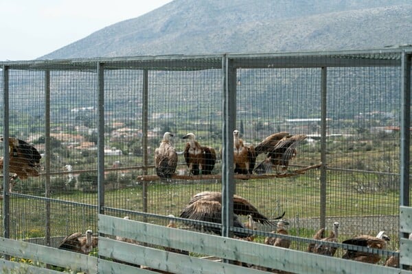 Μια διαφορετική Δευτέρα στο γραφείο: Επίσκεψη στο καταφύγιο της ΑΝΙΜΑ με το The Collective 