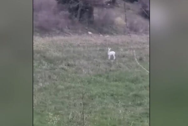 ΗΜΑΘΙΑ ΖΑΡΚΑΔΙ ΑΛΜΠΙΝΙΣΜΟΣ