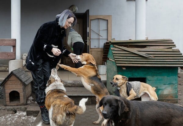 ΗΠΑ ΚΑΤΑΦΥΓΙΑ ΖΩΑ ΕΥΘΑΝΑΣΙΑ