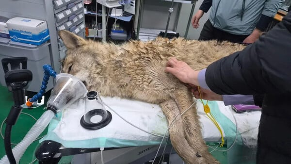 ΝΟΤΙΑ ΚΟΡΕΑ ΛΥΚΟΣ