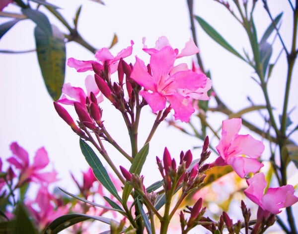 ΠΙΚΡΟΔΑΦΝΗ ΣΧΟΛΕΙΑ ΠΑΙΔΙΑ ΚΙΝΔΥΝΟΣ ΔΗΛΗΤΗΡΙΑΣΗ