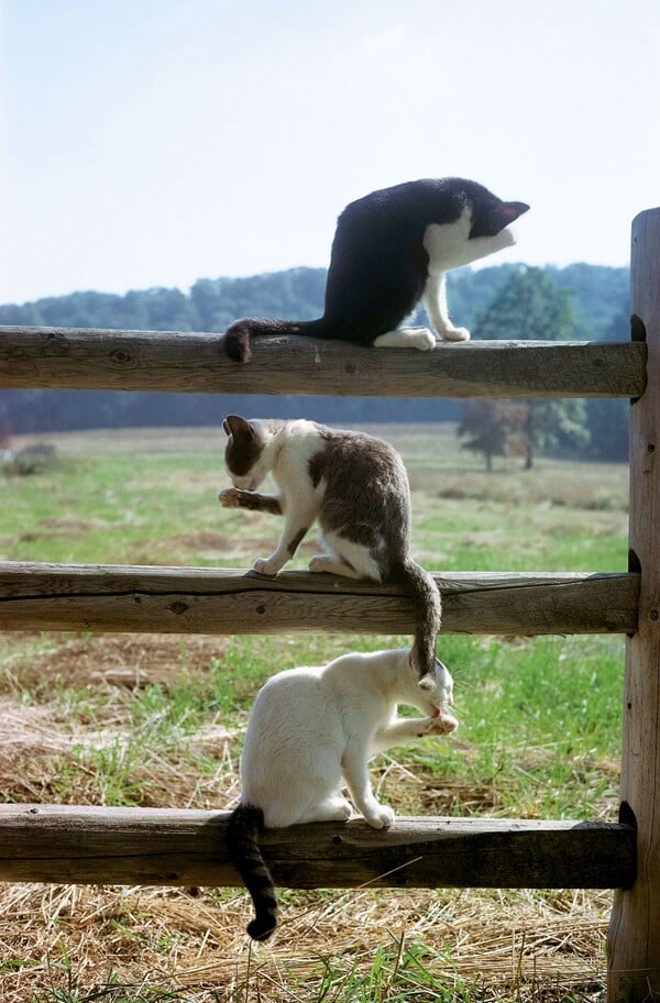 Οι γάτες μπαίνουν πάντα πρώτες