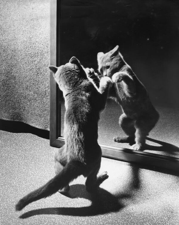 Οι γάτες μπαίνουν πάντα πρώτες