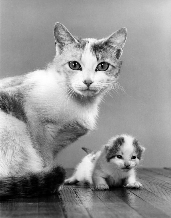 Οι γάτες μπαίνουν πάντα πρώτες