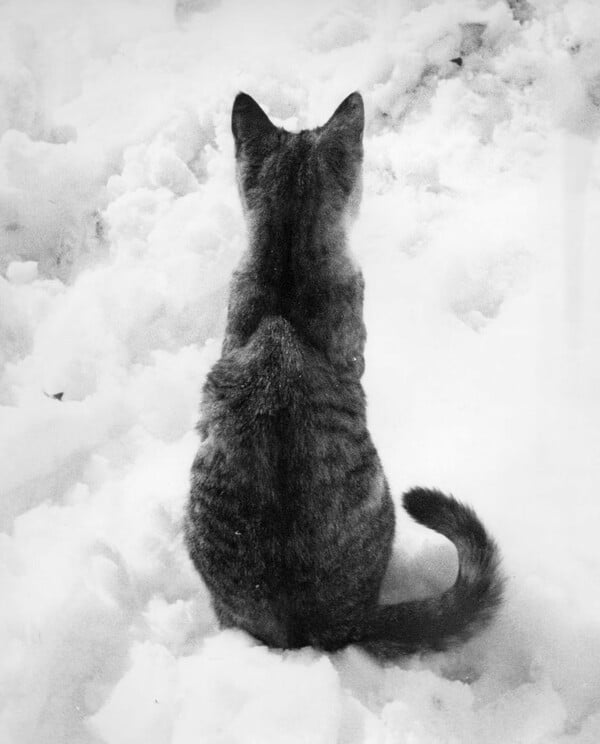 Οι γάτες μπαίνουν πάντα πρώτες