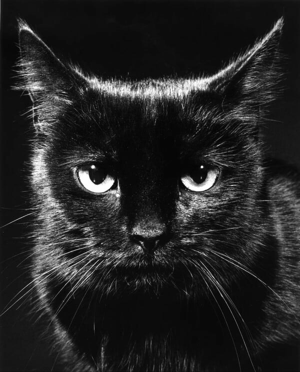 Οι γάτες μπαίνουν πάντα πρώτες