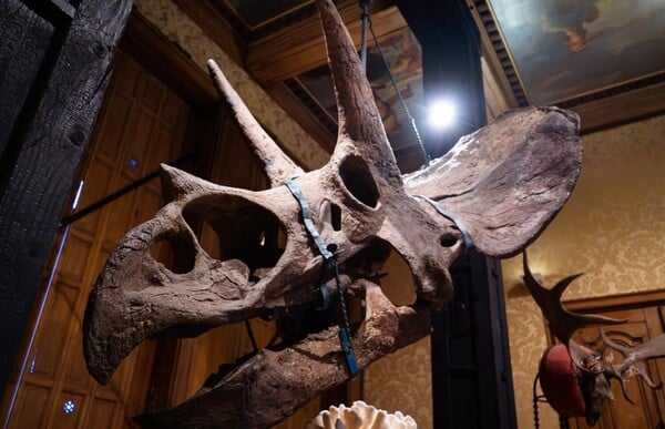 ΑΜΣΤΕΡΝΤΑΝ ΔΕΙΝΟΣΑΥΡΟΙ ΕΚΘΕΣΗ ΤΕΧΝΗ