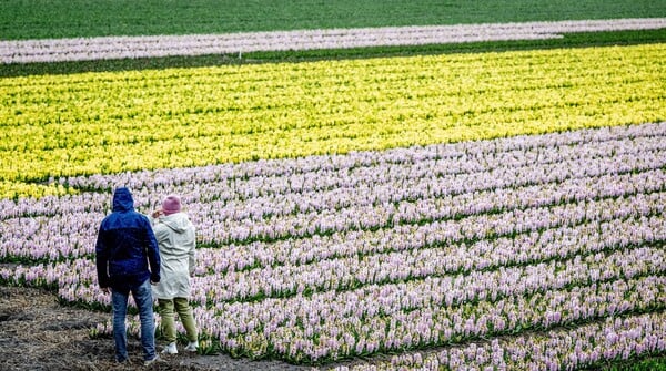 ΟΛΛΑΝΔΙΑ ΤΟΥΛΙΠΕΣ