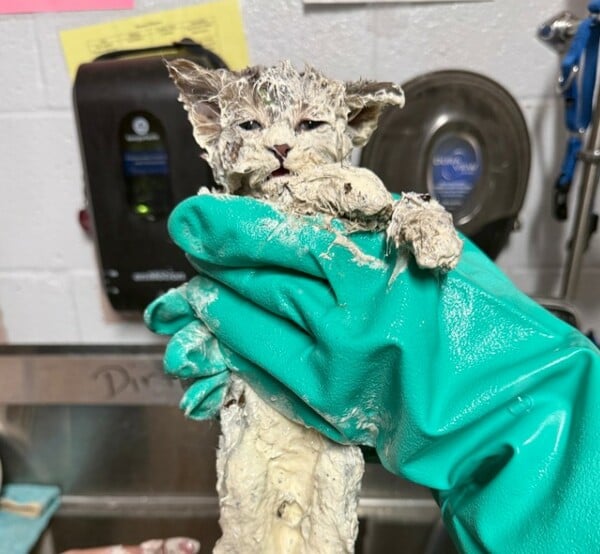 ΓΑΤΑ ΚΟΛΛΑ ΗΠΑ