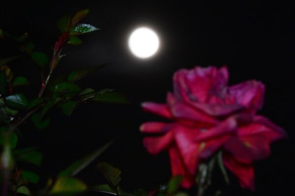 ΠΑΝΣΕΛΗΝΟΣ ΜΑΪΟΥ 